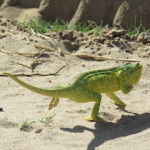 cham small
