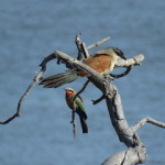 2 birds small