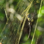 golden orb small