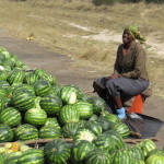 watermelon small