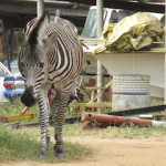 zebra boatyard small