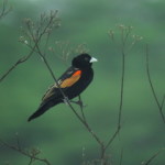 fan tailed widow small