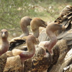 vulture 1 small