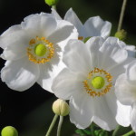 poppy small