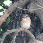 kingfisher small