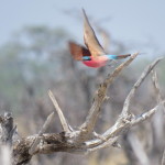 N Crimson bee eater small